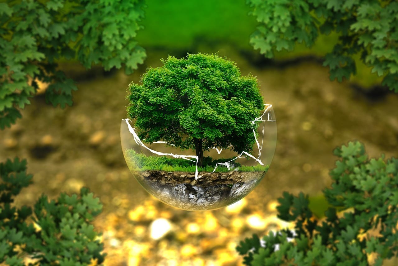 Green leaves in sunlight, symbol of environmental protection